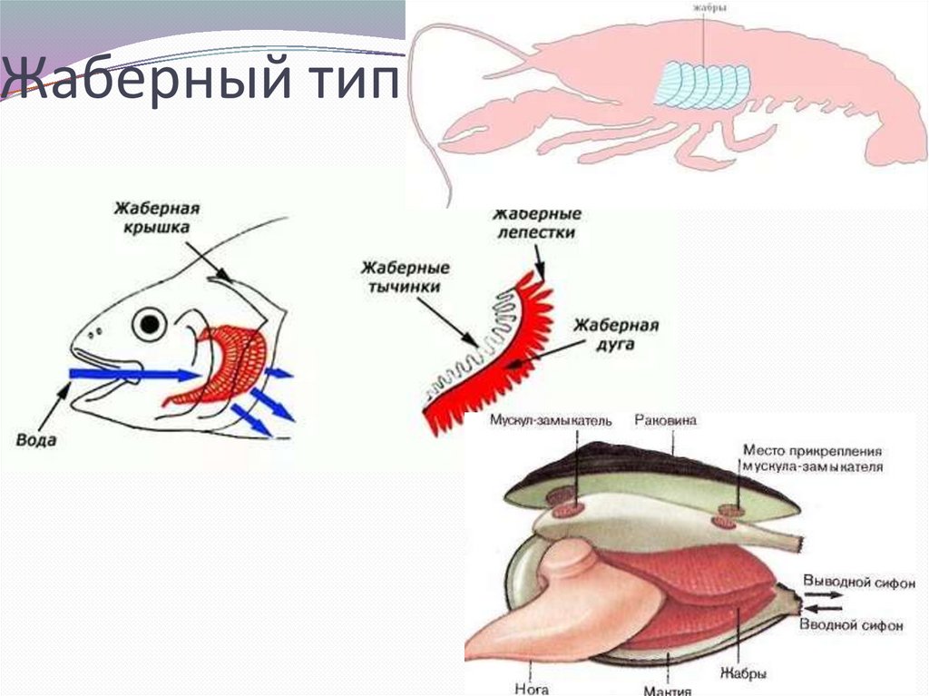 Жаберный тип
