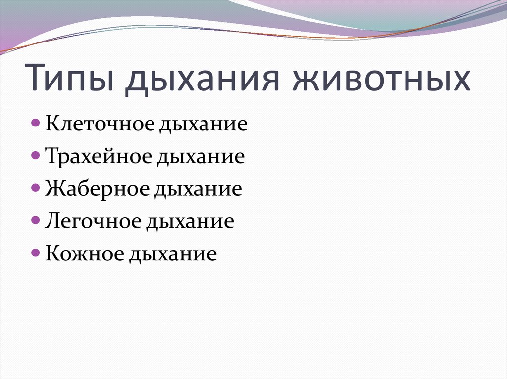 Типы дыхания животных