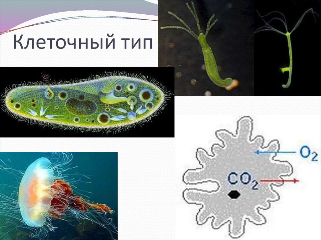 Клеточный тип