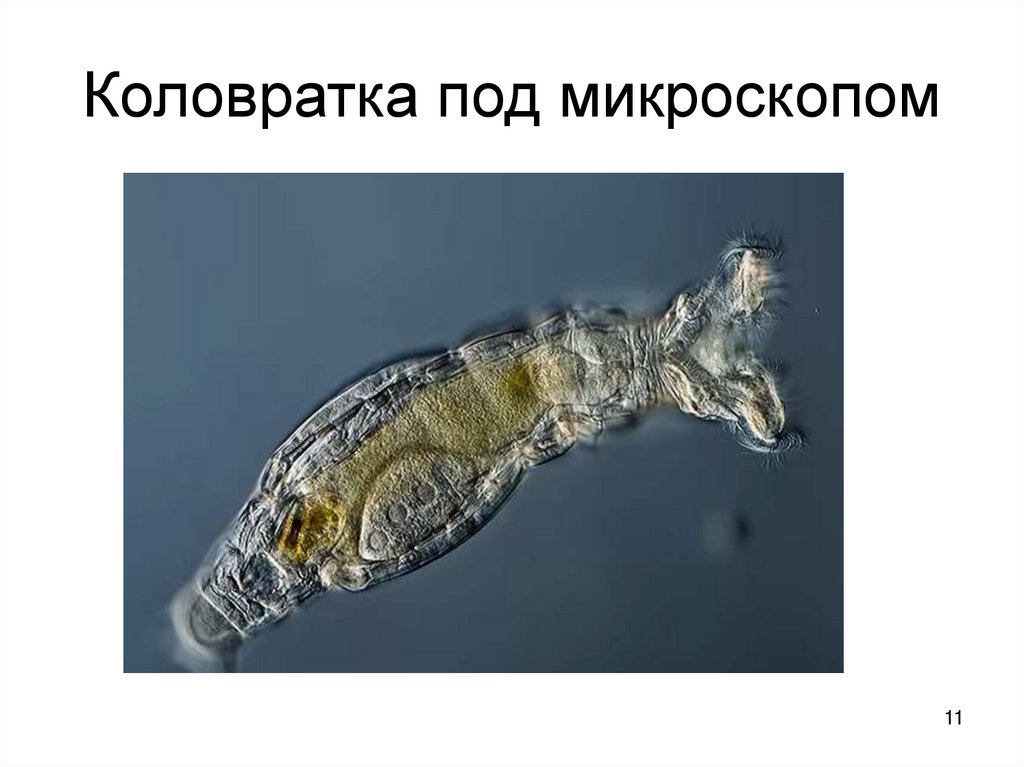 Коловратка под микроскопом