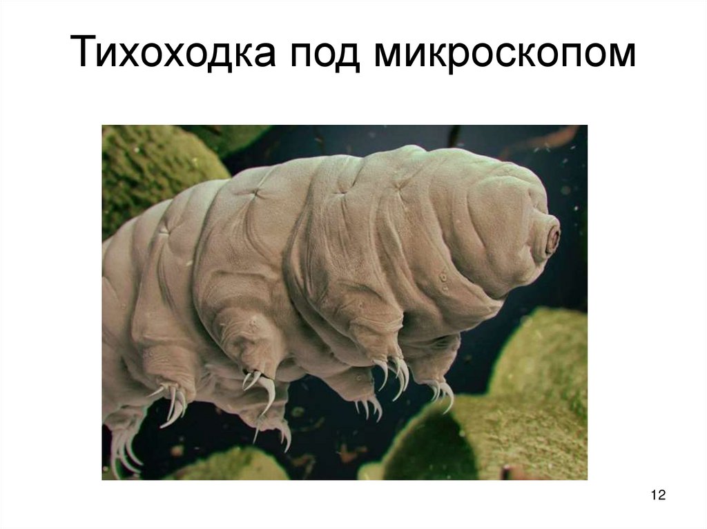 Тихоходка под микроскопом