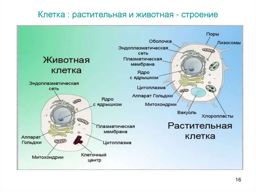 Клетка : растительная и животная - строение