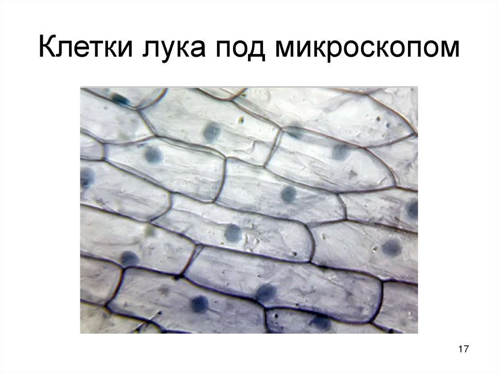 Клетки лука под микроскопом