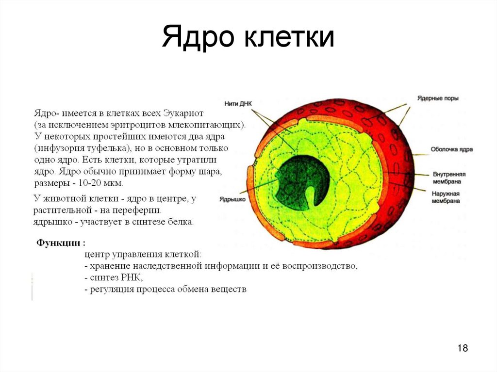 Ядро клетки