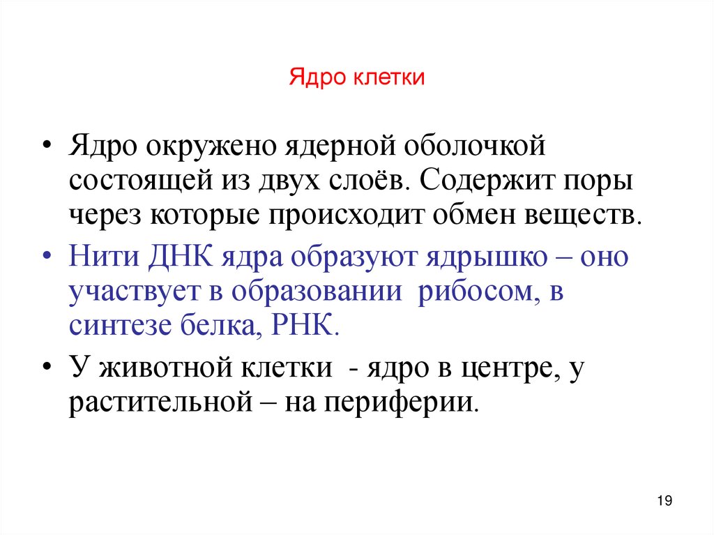 Ядро клетки