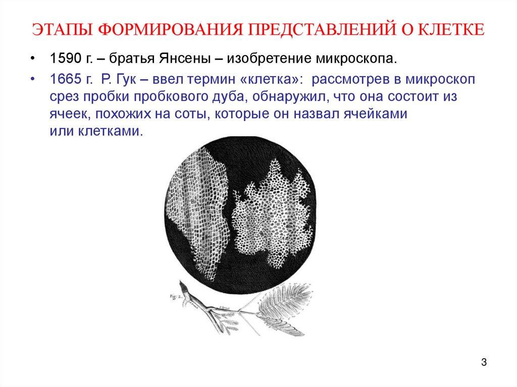 ЭТАПЫ ФОРМИРОВАНИЯ ПРЕДСТАВЛЕНИЙ О КЛЕТКЕ