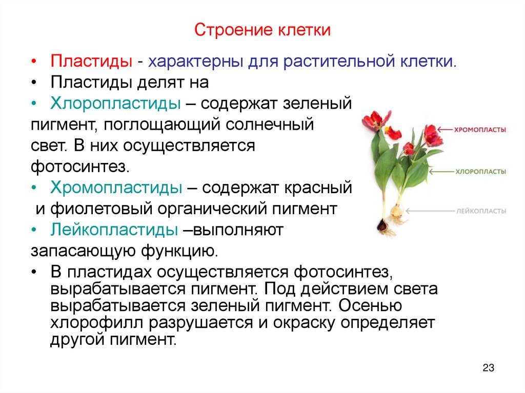 Строение клетки