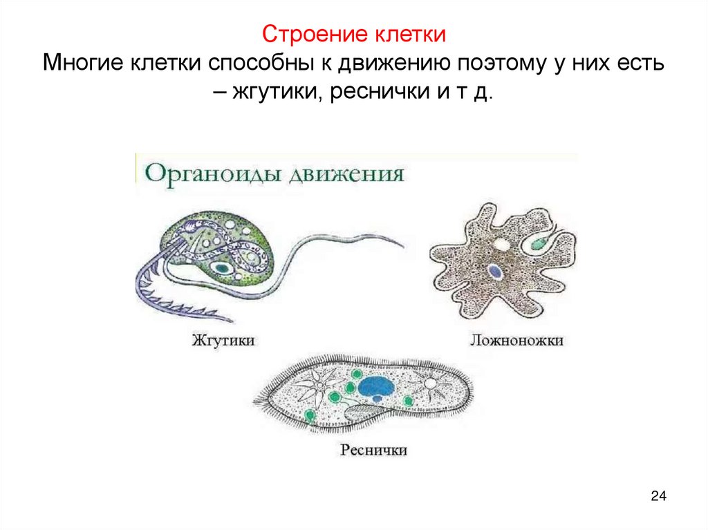 Строение клетки Многие клетки способны к движению поэтому у них есть – жгутики, реснички и т д.