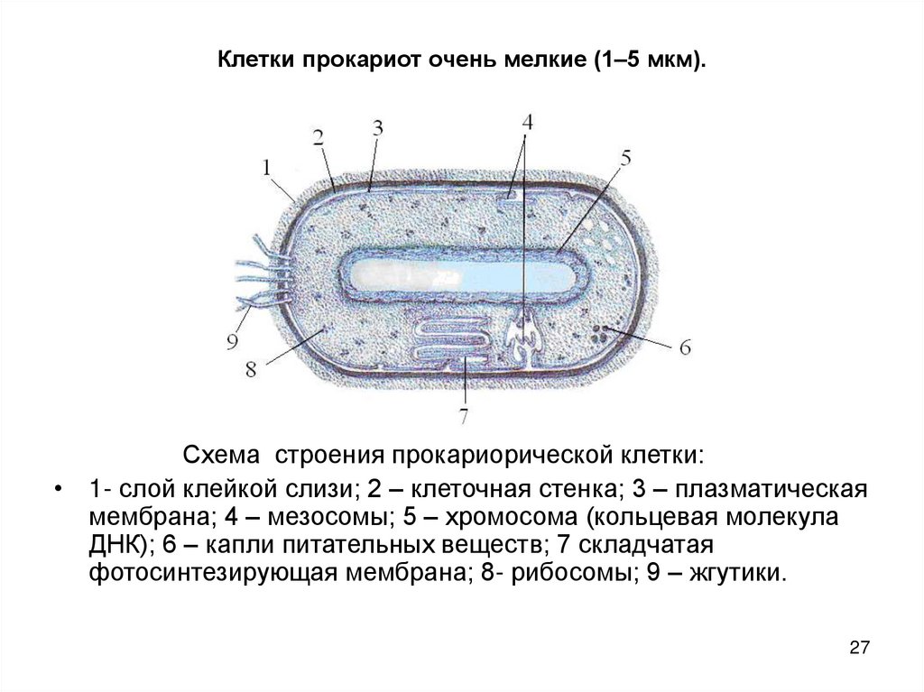 Клетки прокариот очень мелкие (1–5 мкм).