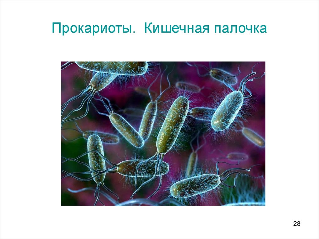 Прокариоты. Кишечная палочка