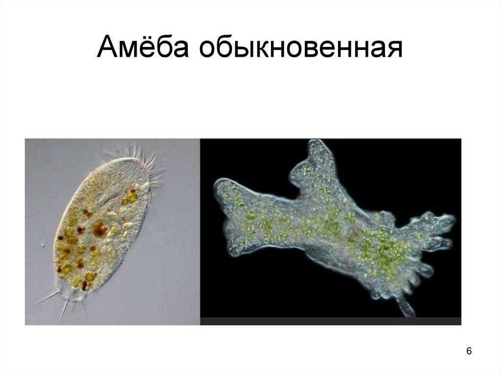 Амёба обыкновенная