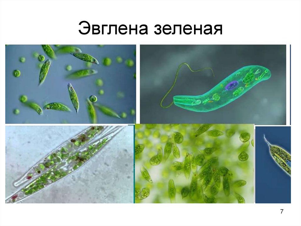 Эвглена зеленая