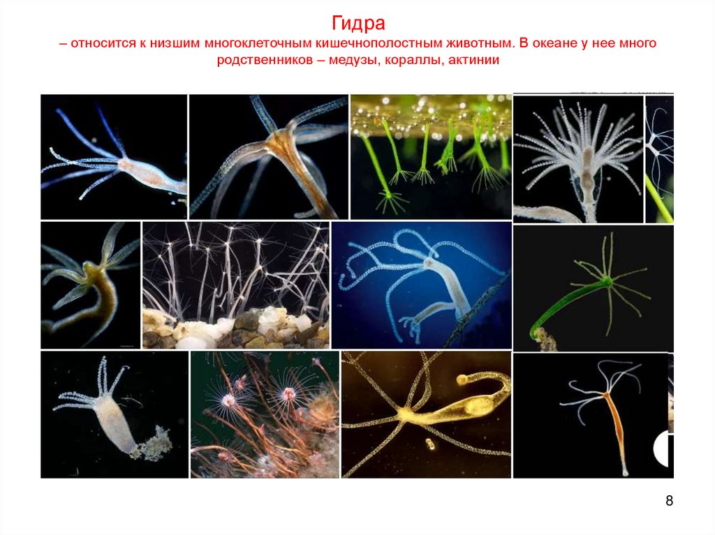 Гидра – относится к низшим многоклеточным кишечнополостным животным. В океане у нее много родственников – медузы, кораллы,