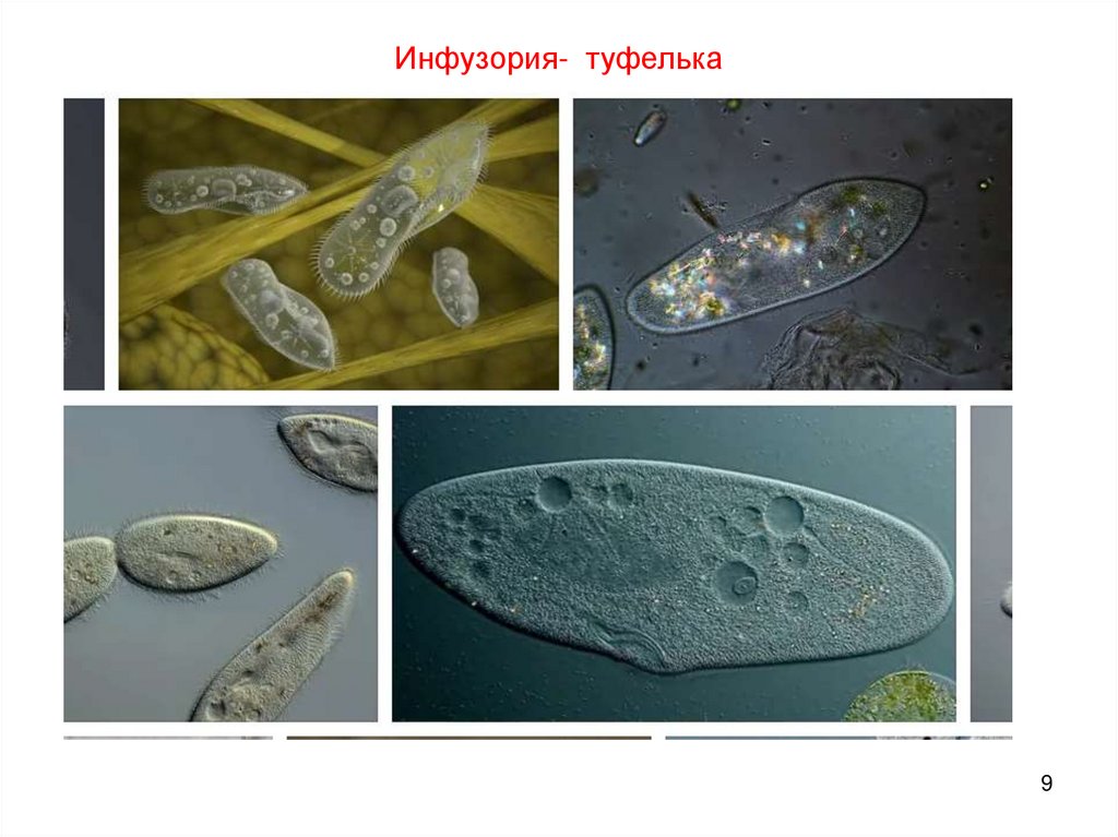 Инфузория- туфелька