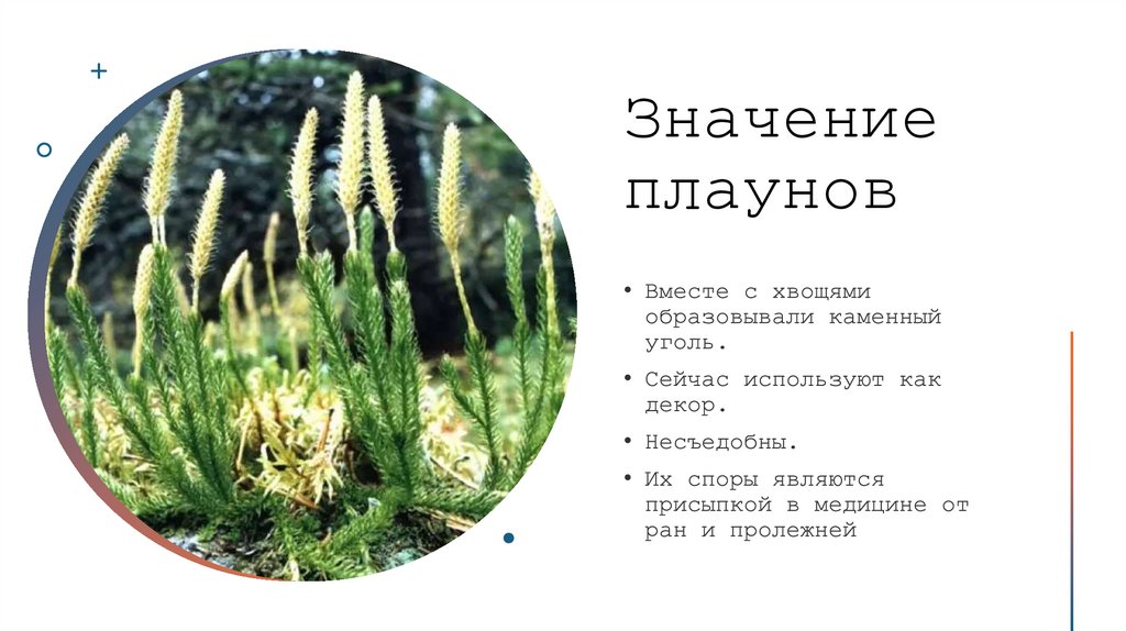 Значение плаунов