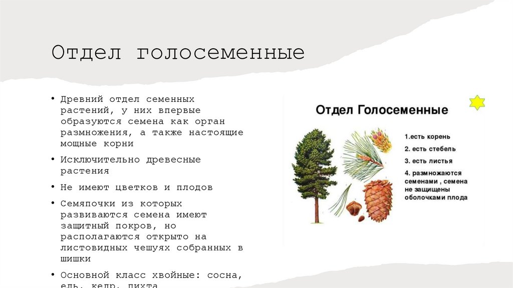 Отдел голосеменные