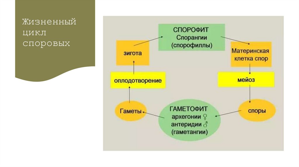 Жизненный цикл споровых