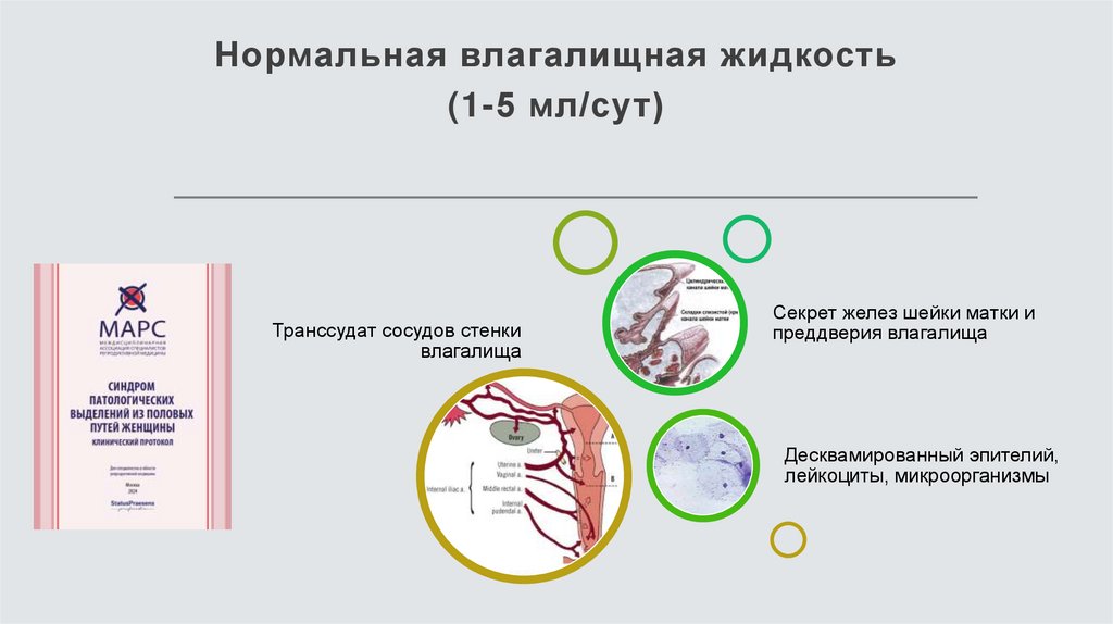 Нормальная влагалищная жидкость (1-5 мл/сут)