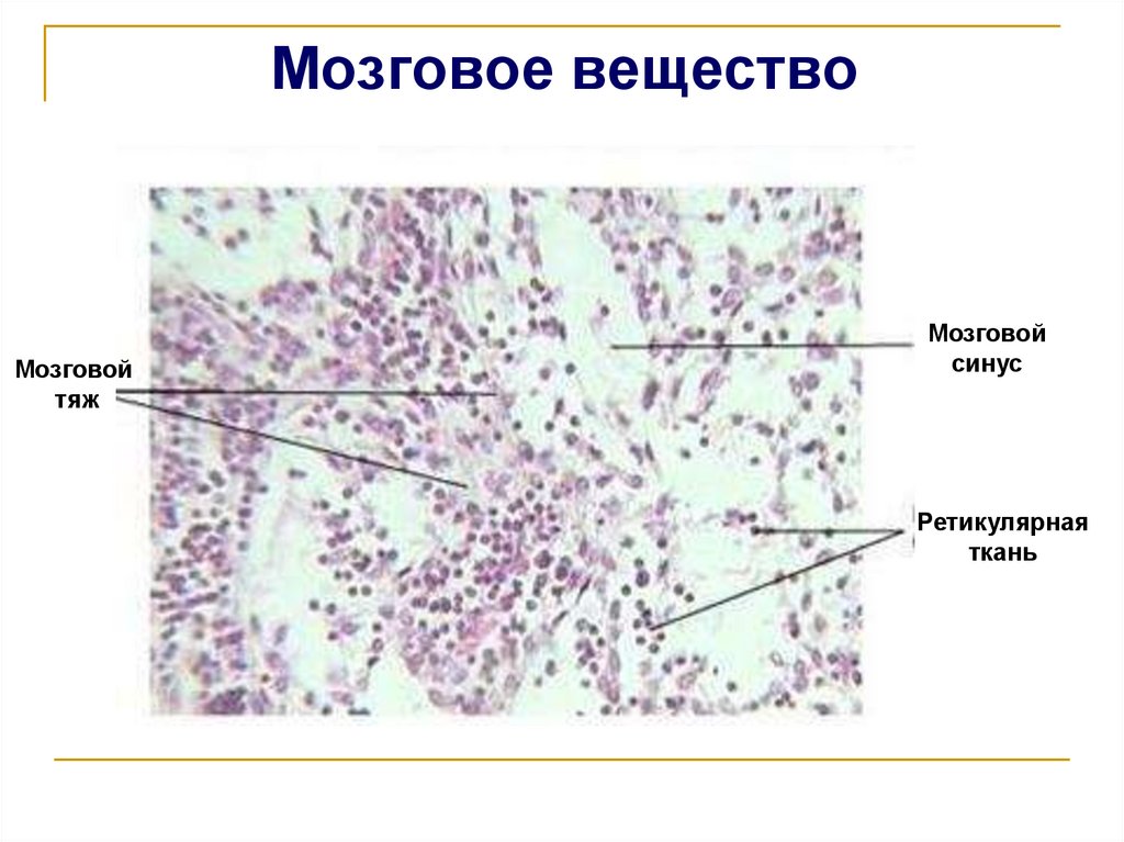 Мозговое вещество
