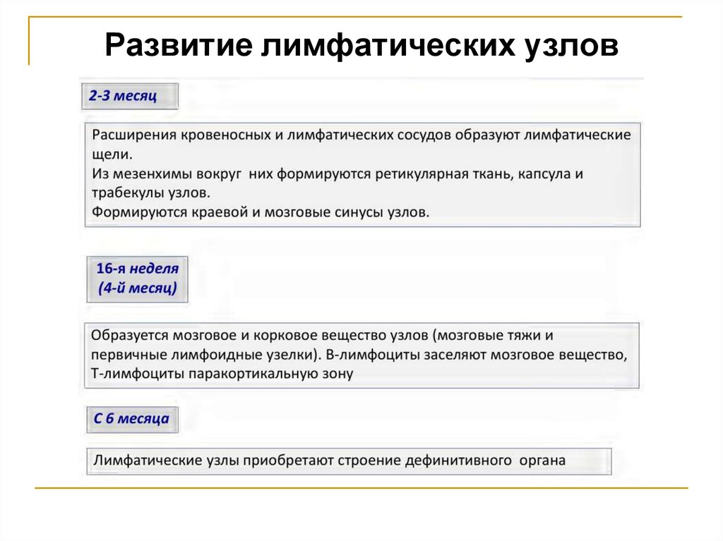 Развитие лимфатических узлов