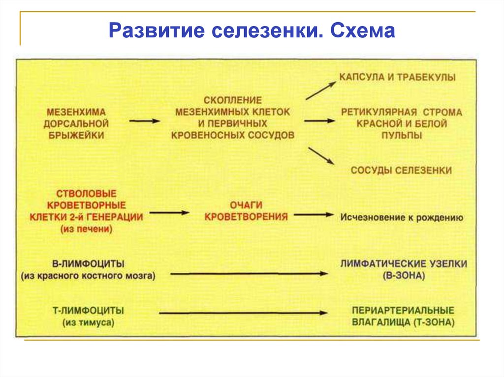 Развитие селезенки. Схема