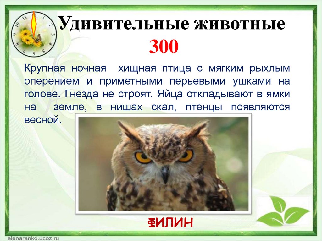Удивительные животные 300