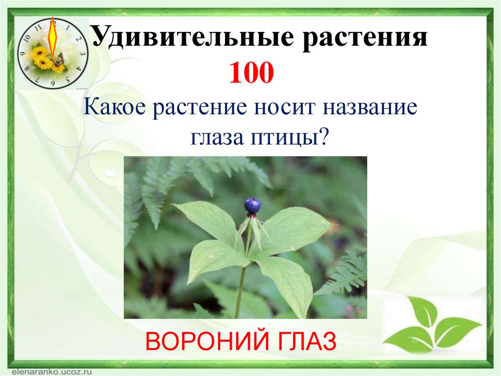 Удивительные растения 100