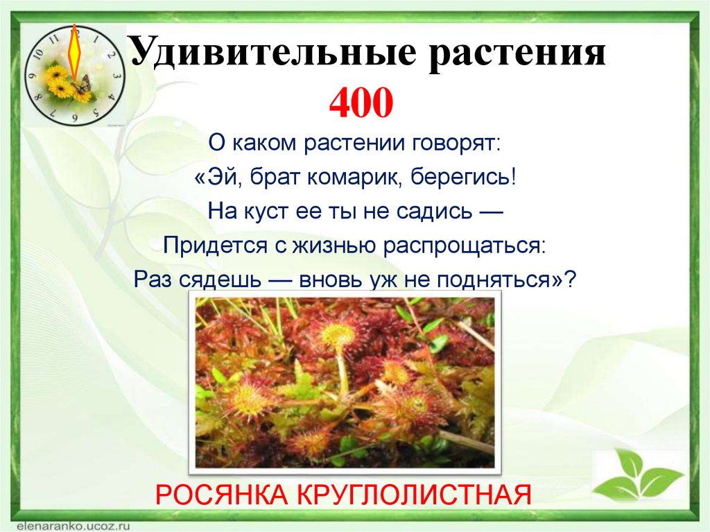 Удивительные растения 400