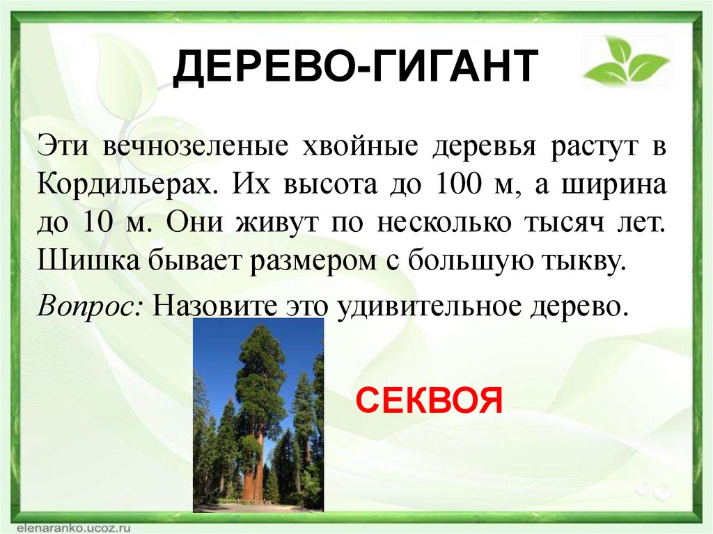 ДЕРЕВО-ГИГАНТ