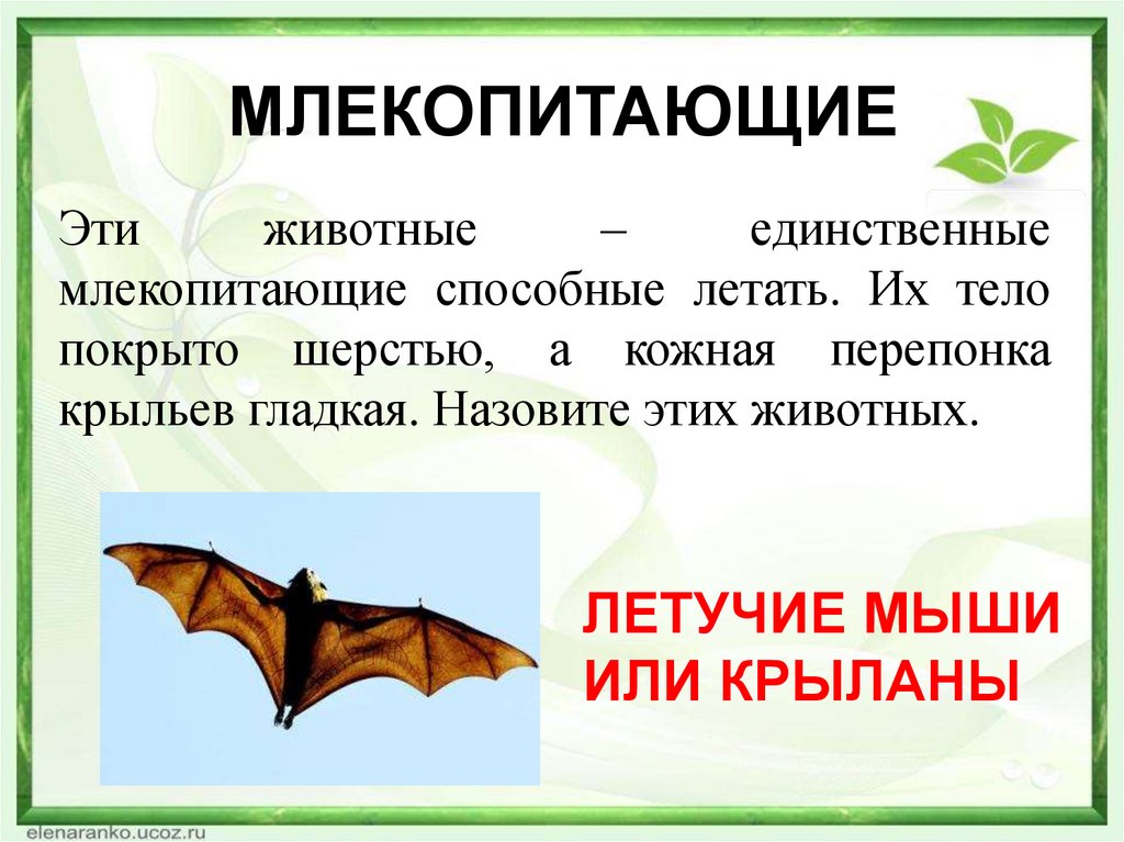 МЛЕКОПИТАЮЩИЕ