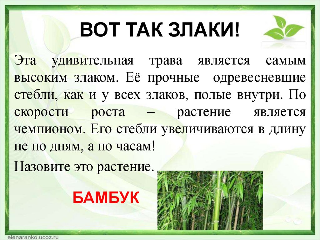ВОТ ТАК ЗЛАКИ!