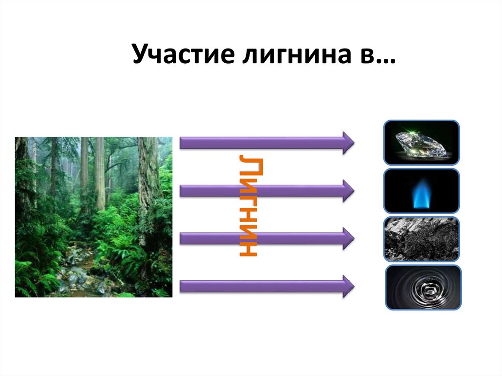 Участие лигнина в…