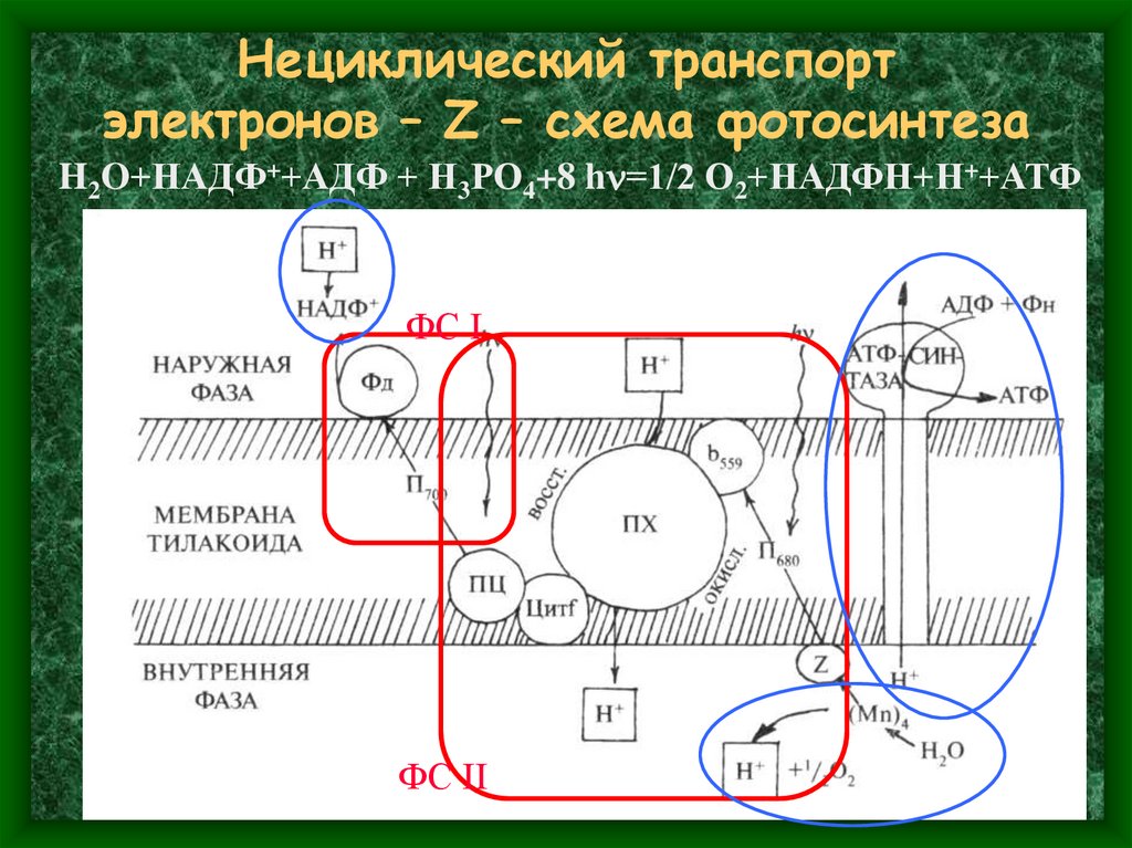 Нециклический транспорт электронов – Z – схема фотосинтеза
