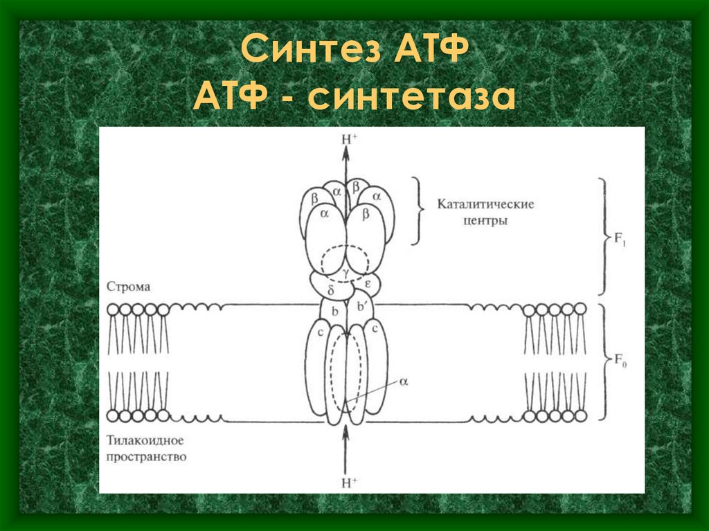 Синтез АТФ АТФ - синтетаза