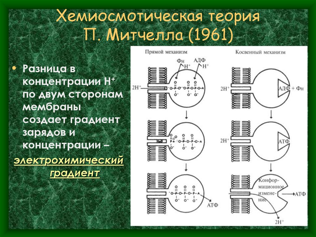 Хемиосмотическая теория П. Митчелла (1961)