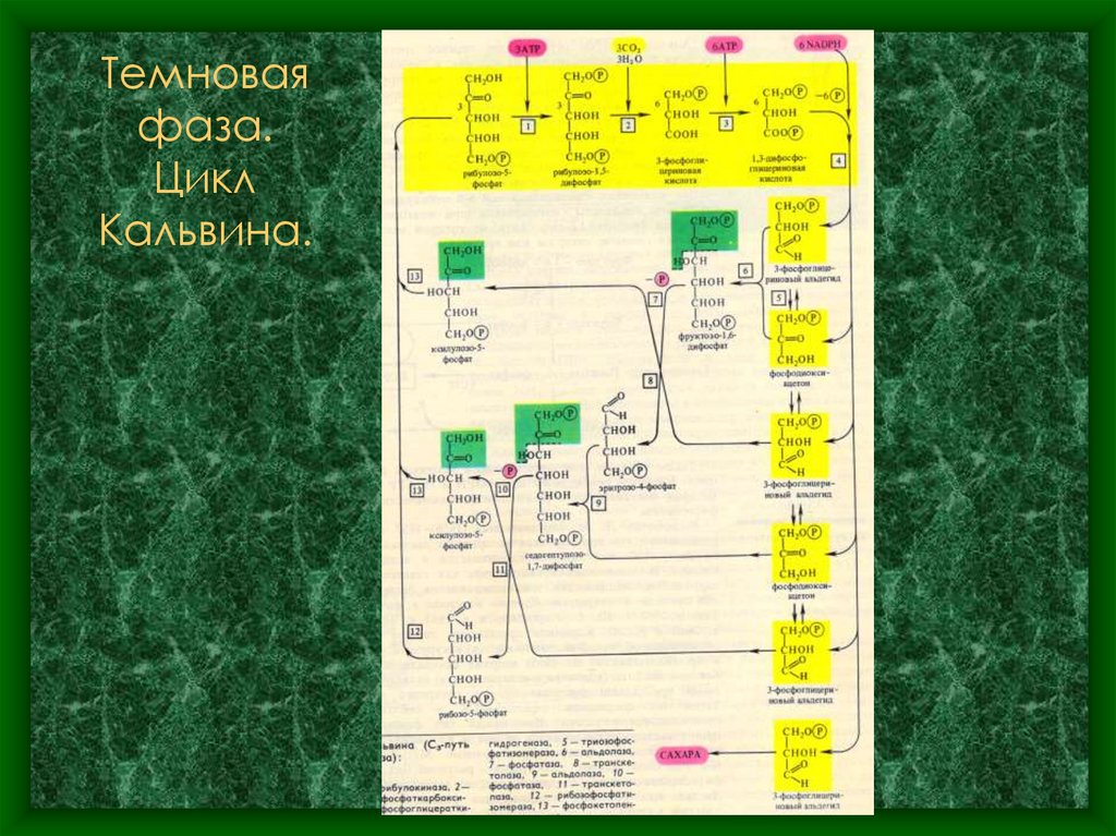 Темновая фаза. Цикл Кальвина.