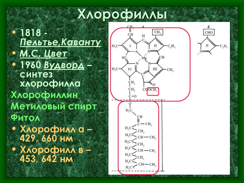 Хлорофиллы