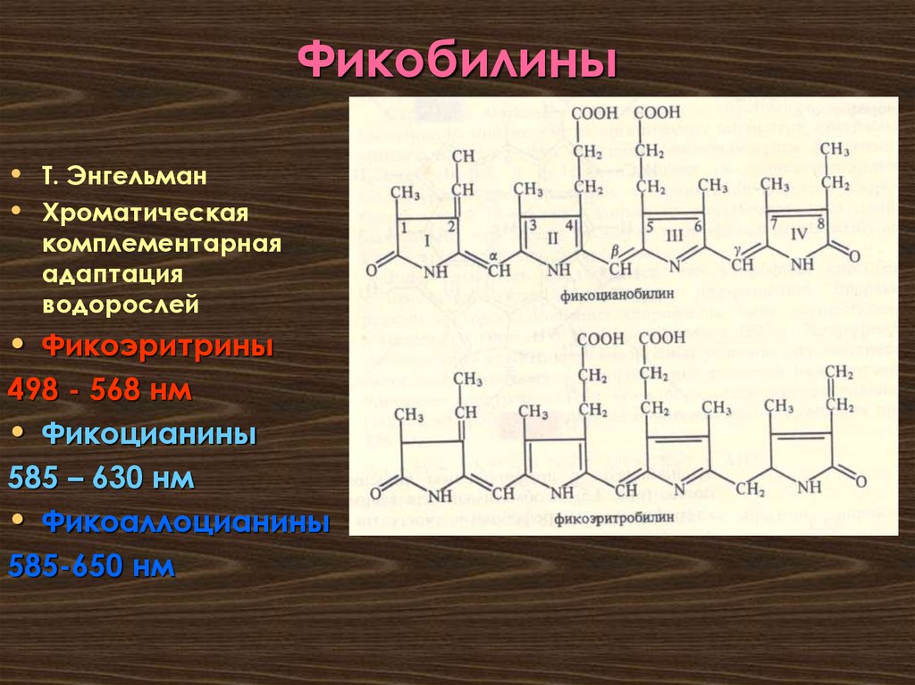 Фикобилины
