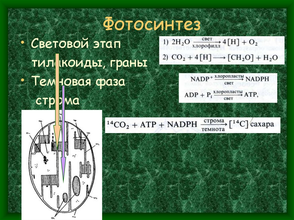 Фотосинтез