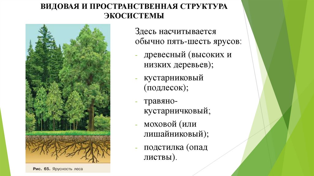 ВИДОВАЯ И ПРОСТРАНСТВЕННАЯ СТРУКТУРА ЭКОСИСТЕМЫ