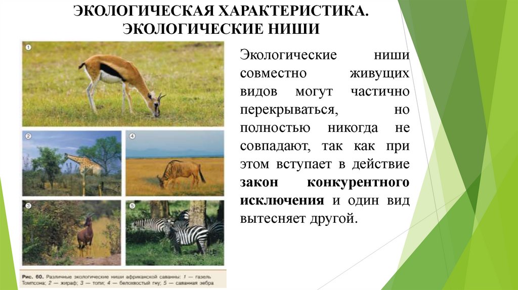 ЭКОЛОГИЧЕСКАЯ ХАРАКТЕРИСТИКА. ЭКОЛОГИЧЕСКИЕ НИШИ