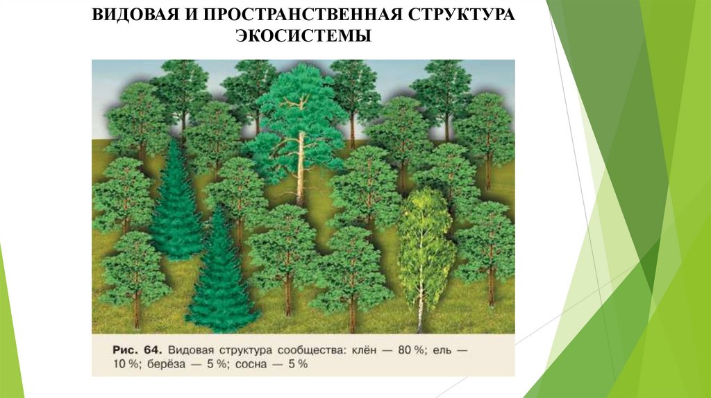 ВИДОВАЯ И ПРОСТРАНСТВЕННАЯ СТРУКТУРА ЭКОСИСТЕМЫ