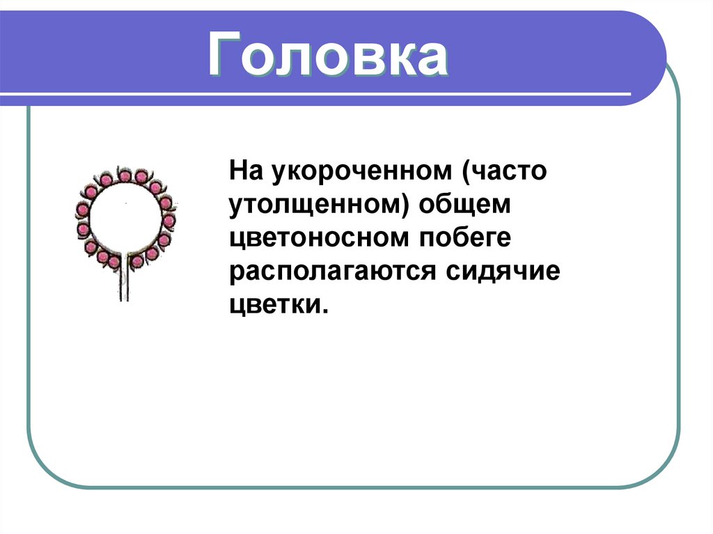 Головка