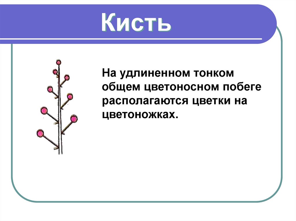 Кисть