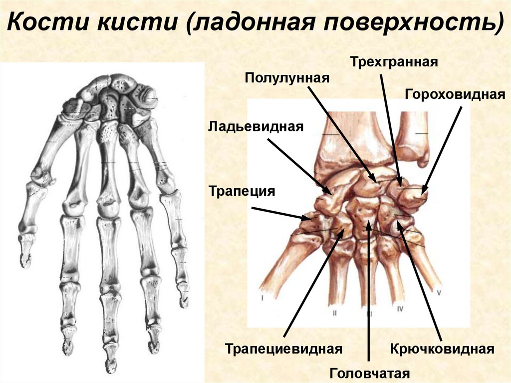 Кости кисти (ладонная поверхность)
