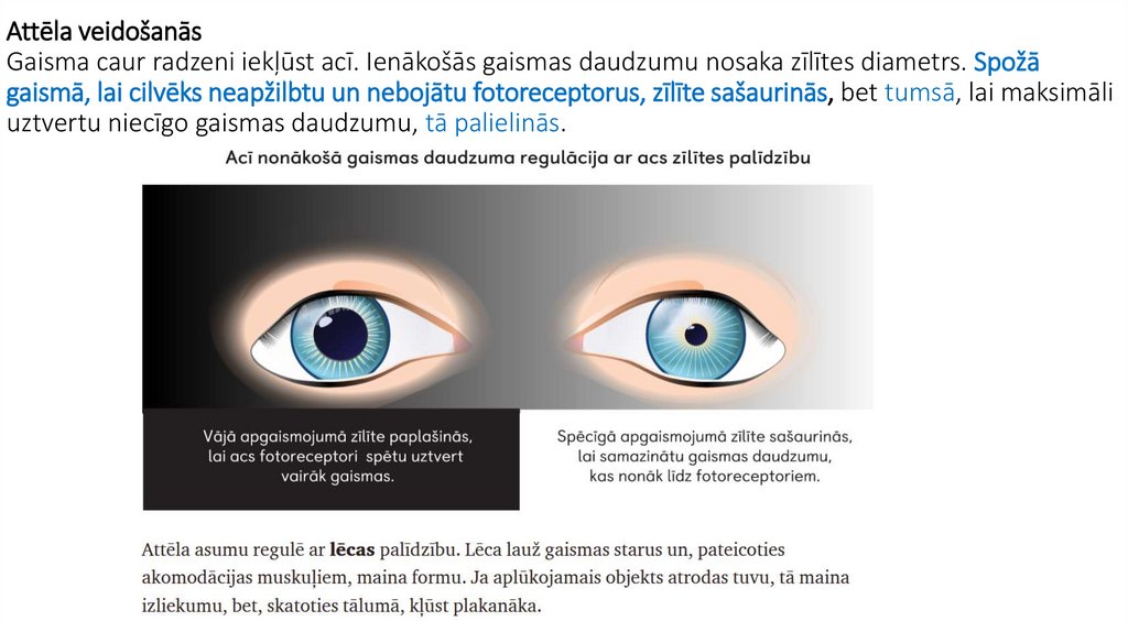 Attēla veidošanās Gaisma caur radzeni iekļūst acī. Ienākošās gaismas daudzumu nosaka zīlītes diametrs. Spožā gaismā, lai