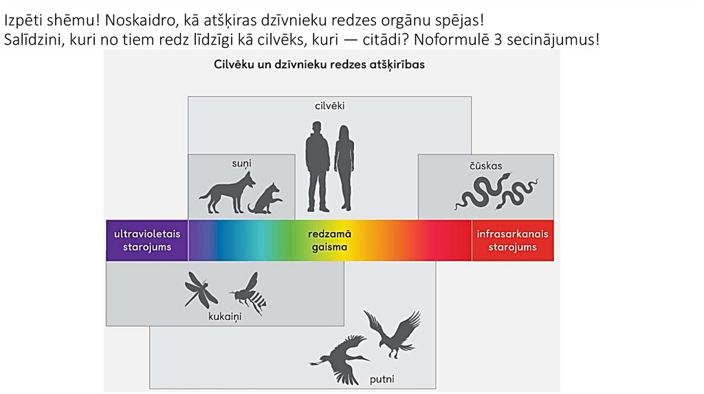 Izpēti shēmu! Noskaidro, kā atšķiras dzīvnieku redzes orgānu spējas! Salīdzini, kuri no tiem redz līdzīgi kā cilvēks, kuri —