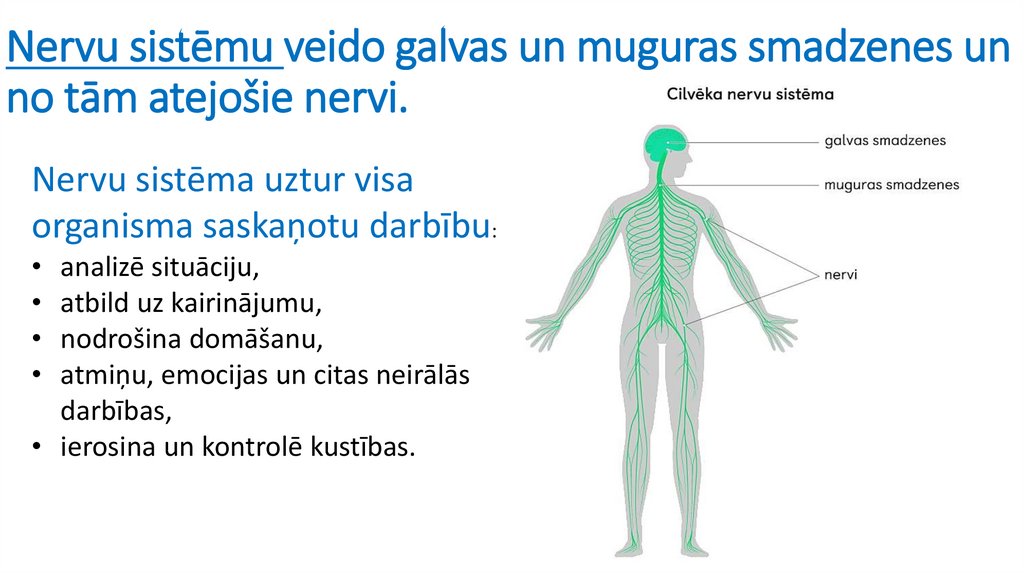 Nervu sistēmu veido galvas un muguras smadzenes un no tām atejošie nervi.