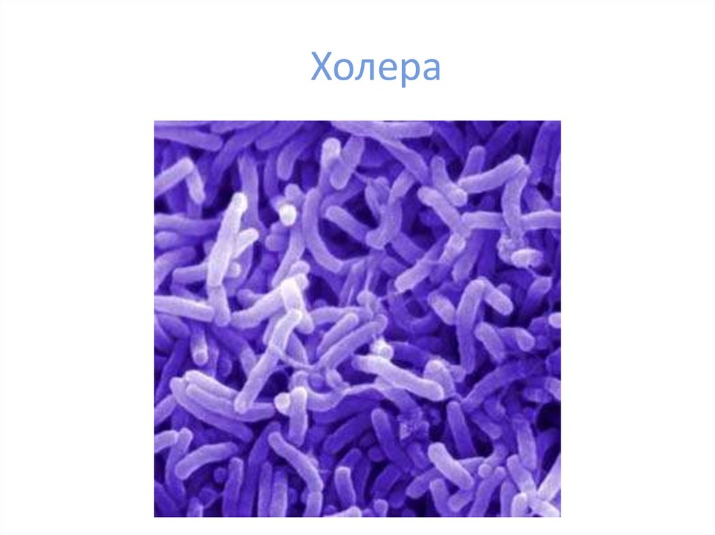 Холера