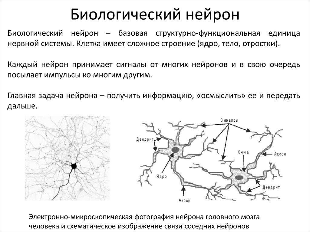Биологический нейрон